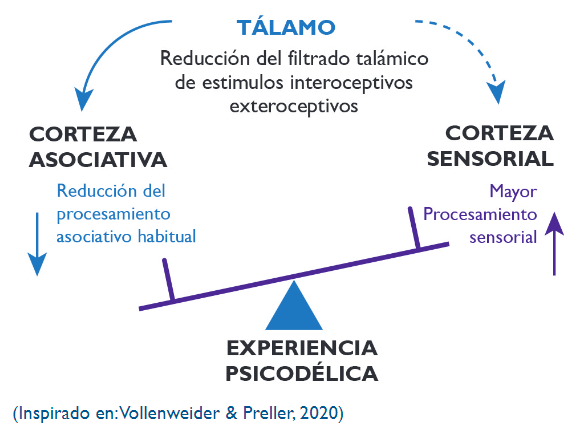 Modelo talámico adaptado para entender la experiencia psicodélica